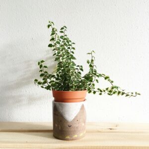 Cute leafy houseplant in a charming pottery vase on a wooden shelf against a light background.